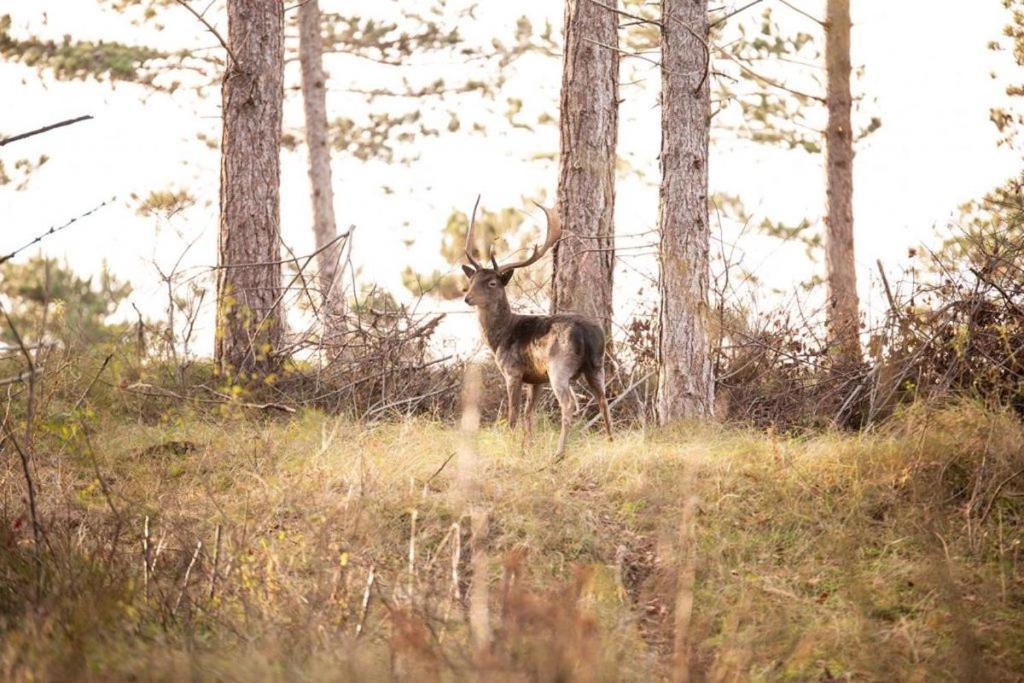 Heerlijk Vrijstaand Huis Aan De Duinen Бург-Гамстеде Екстер'єр фото